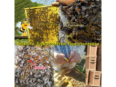 Пчёлы. Пчелиные матки плодные (меченые) Карника и Карпатка.Доставка по Украине