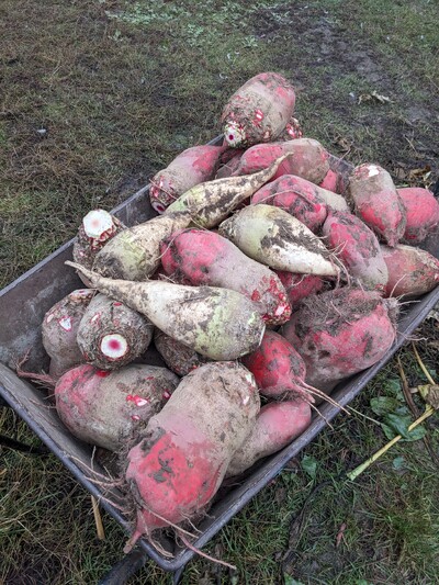 Продам буряк кормовий великий екологічно чистий