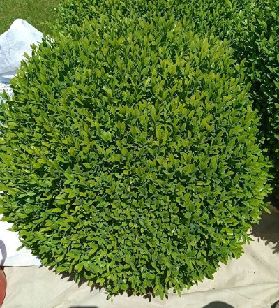 Ландшафний дизайн