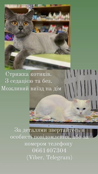 Стрижка котиків. Вичісування. Грумінг