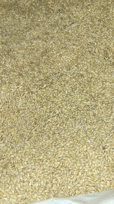 Продам ячмінь врожай 2025р