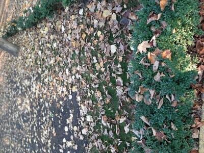 Продаж землі Лелеківка